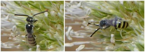 Nomioides facilis